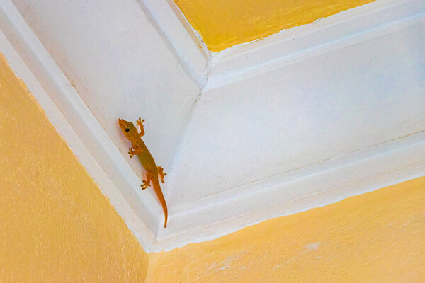Small pink Asian gecko clinging to the wall on Rasdhoo island in Rasdhoo Atoll Maldives.