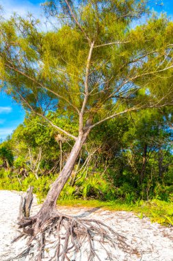 Playa del Carmen Quintana Roo Mexico 'daki tropikal ormandaki kumsalda eski bir ağaç gövdesi dalı..