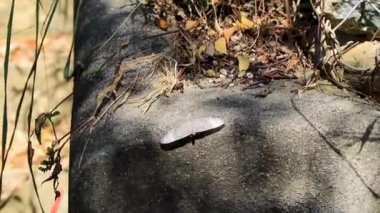 Güzel gri kelebek böceği Zicatela Puerto Escondido Oaxaca Meksika 'da kaya duvarında.