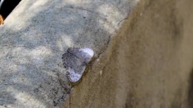 Güzel gri kelebek böceği Zicatela Puerto Escondido Oaxaca Meksika 'da kaya duvarında.