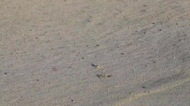 Küçük kum yengeci, Zicatela Puerto Escondido Oaxaca 'daki kumsalda kazı yapıyor..
