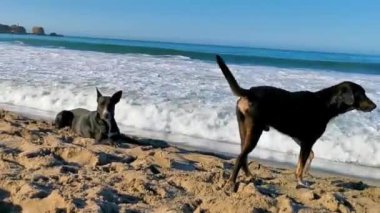 La Punta Zicatela Puerto Escondido Oaxaca 'daki güneşli kumsalda başıboş bir köpek çetesi grubu..