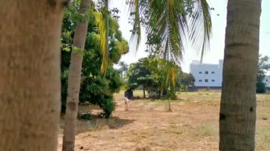 Zicatela Puerto Escondido Oaxaca 'da doğaya zincirlenmiş bir eşek..