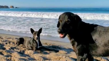 La Punta Zicatela Puerto Escondido Oaxaca 'daki güneşli kumsalda başıboş bir köpek çetesi grubu..