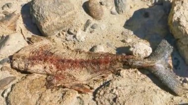 Ölü balıklar Zicatela Puerto Escondido Oaxaca 'da kumsalda yendi..