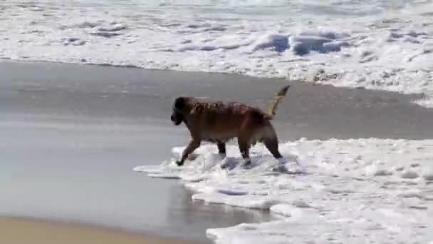 Zwarte Hond Loopt Loopt Langs Het Strand Golven Zicatela Puerto — Stockvideo