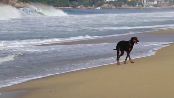 Zicatela Puerto Escondo Oaxacaメキシコのビーチや波に沿って実行して歩く黒犬 — ストック動画