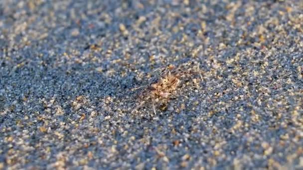 Winzige Sandkrabben Strandkrabben Laufen Und Graben Auf Dem Strand Sand — Stockvideo