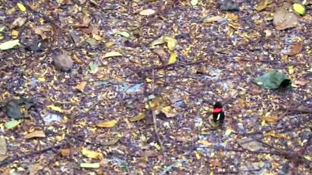 Beautiful Black Red Butterfly Insect Rock Wall Zicatela Puerto Escondido — Vídeo de Stock