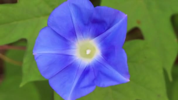 Hermosa Flor Planta Morning Glory Amanecer Bosque Zicatela Puerto Escondido — Vídeo de stock