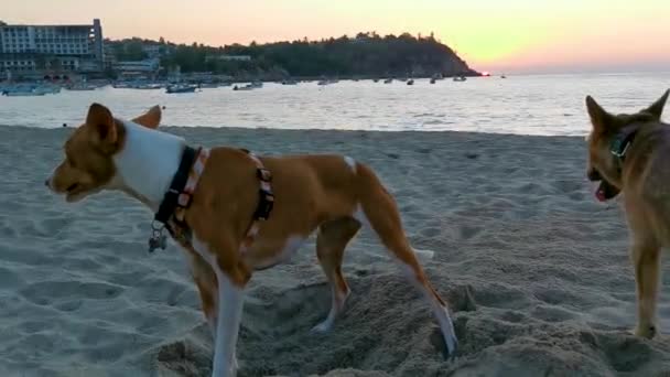 Gruppo Gang Cani Randagi Sulla Spiaggia Sabbia Soleggiata Punta Zicatela — Video Stock