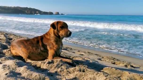 Cão Deitado Areia Praia Ensolarada Relaxante Punta Zicatela Puerto Escondido — Vídeo de Stock