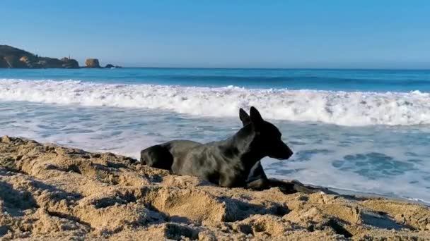 Dog Lying Sand Sunny Beach Relaxing Punta Zicatela Puerto Escondido — Stock Video