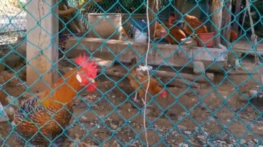 Rooster and hens chickens behind fence in Zicatela Puerto Escondido Oaxaca Mexico.