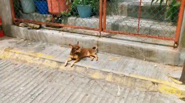 Portrait of a Mexican brown russian toy terrier dog while looking lovely and cute in the camera in Zicatela Puerto Escondido Oaxaca Mexico.