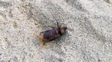 Zicatela Puerto Escondido Oaxaca 'da kumsaldaki ölü böcek..