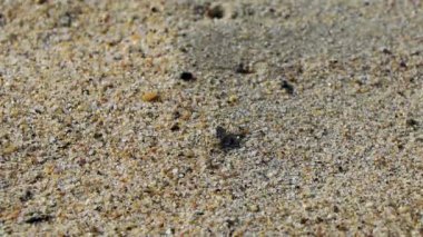 Küçük kum yengeci, Zicatela Puerto Escondido Oaxaca 'daki kumsalda kazı yapıyor..