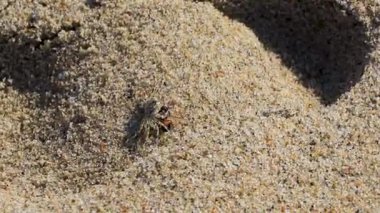 Minik kumsal yengeci sürüsü Zicatela Puerto Escondido Oaxaca 'daki kumsalda uçan arı böceği yer..