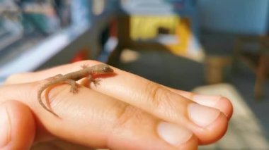 Küçük kertenkele elinde Zicatela Puerto Escondido Oaxaca Meksika 'da.