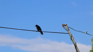 Büyük kuyruklu Grackle kuşu Playa del Carmen Quintana Roo Mexico 'daki elektrik direği kablo şehrinde oturuyor..