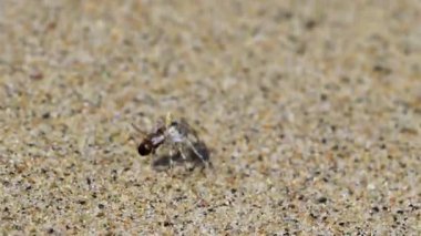 Minik kumsal yengeci sürüsü Zicatela Puerto Escondido Oaxaca 'daki kumsalda uçan arı böceği yer..