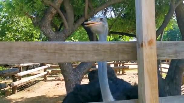 Lindos Pássaros Avestruz Engraçados Fazenda Zicatela Puerto Escondido Oaxaca México — Vídeo de Stock