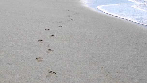 Footprint Footprints Beach Sand Water Zicatela Puerto Escondido Oaxaca Mexico — Vídeo de Stock