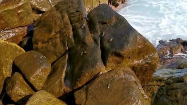 Black Red Crab Crabs Wet Cliffs Stones Rocks Zicatela Puerto — Αρχείο Βίντεο