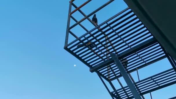 Grande Cauda Grackle Pássaro Senta Pólo Energia Escada Escada Cabo — Vídeo de Stock