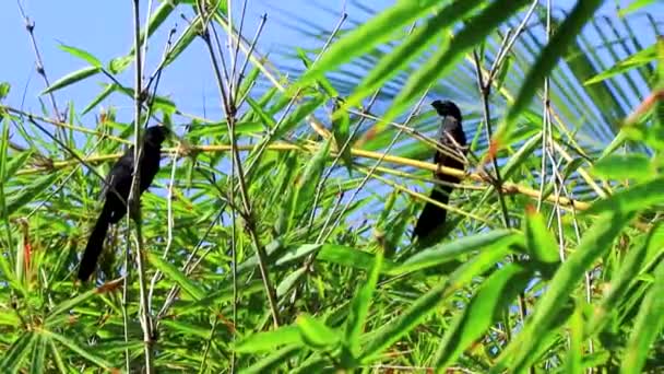 Black Crows Corvids Birds Sitting Bamboo Tree Branch Blue Sky — Vídeo de Stock