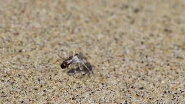 Tiny Sand Crab Beach Crab Drags Eats Fly Bee Insect — Vídeo de Stock