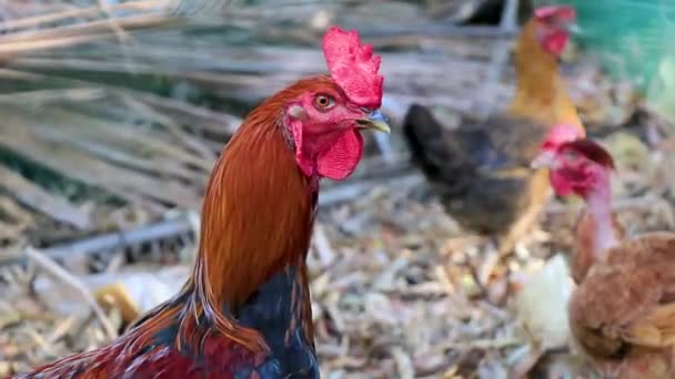 Rooster Hens Chickens Fence Zicatela Puerto Escondido Oaxaca Mexico — Vídeo de Stock