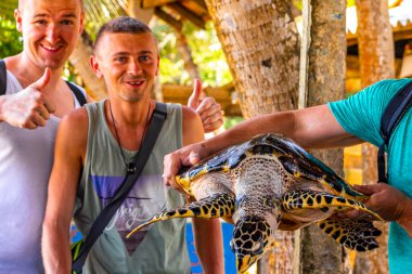 Yeşil deniz kaplumbağası şahin gagalı deniz kaplumbağası Bentota Sri Lanka 'daki Kaplumbağa Yetiştirme İstasyonu Koruma Merkezi' nde havuz dışında deniz kaplumbağası besliyor..