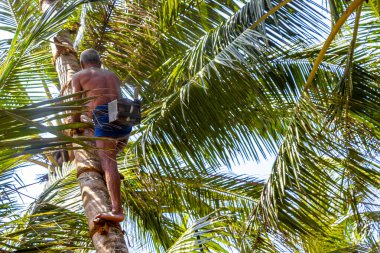 Bentota Beach Southern Eyaleti Sri Lanka 16. Mart 2018 'de Bentota Sahili Galle Bölgesi, Güney Sri Lanka' da hindistan cevizi toplamak için bir palmiye ağacına tırmandı..