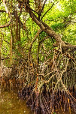 Bentota Sahili, Galle Bölgesi, Güney Sri Lanka Bölgesi Bentota Ganga Gölü 'ndeki tropikal doğal mangrov ormanlarında tekne safarisi..
