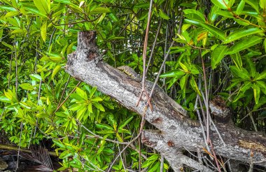 Bentota Sahili Galle Bölgesi Güney Sri Lanka.
