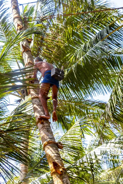 Bentota Beach Southern Eyaleti Sri Lanka 16. Mart 2018 'de Bentota Sahili Galle Bölgesi, Güney Sri Lanka' da hindistan cevizi toplamak için bir palmiye ağacına tırmandı..