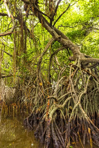 Bentota Sahili, Galle Bölgesi, Güney Sri Lanka Bölgesi Bentota Ganga Gölü 'ndeki tropikal doğal mangrov ormanlarında tekne safarisi..