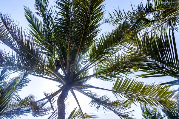 stock image Bentota Beach Southern Province Sri Lanka 16. March 2018 Man climbs a palm tree to harvest coconuts in Bentota Beach Galle District Southern Province Sri Lanka.