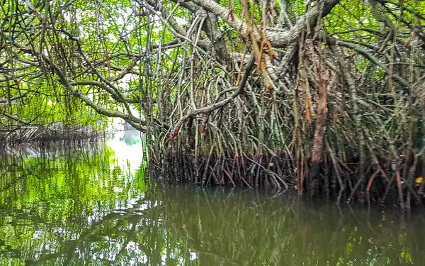 Bentota Sahili, Galle Bölgesi, Güney Sri Lanka Bölgesi Bentota Ganga Gölü 'ndeki tropikal doğal mangrov ormanlarında tekne safarisi..