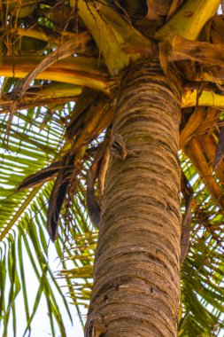 Sincaplar Bentota Sahili Galle Bölgesi Güney Sri Lanka 'da bir palmiye ağacına tırmanıyor..