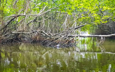 Bentota Sahili, Galle Bölgesi, Güney Sri Lanka Bölgesi Bentota Ganga Gölü 'ndeki tropikal doğal mangrov ormanlarında tekne safarisi..