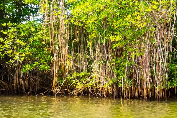 stock image Boat safari through tropical natural mangrove jungle forest in Bentota Ganga River Lake in Bentota Beach Galle District Southern Province Sri Lanka.