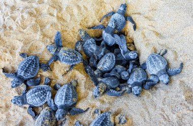 Birçok küçük yavru kaplumbağa Mirissa Sahili Matara Bölgesi Güney Sri Lanka Bölgesi 'ndeki kum yuvasından denize doğru sürünüyor..
