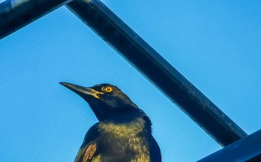 Great tailed Grackle bird sits on power pole cable ladder stairs city in Playa del Carmen Quintana Roo Mexico. clipart