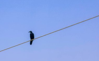 Great tailed Grackle bird sits on power pole cable city in Playa del Carmen Quintana Roo Mexico. clipart