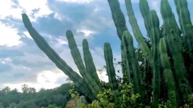 Zicatela Puerto Escondido Oaxaca Meksika 'da tropik Meksika kaktüsü, orman ağaçları ve doğal orman manzarası..