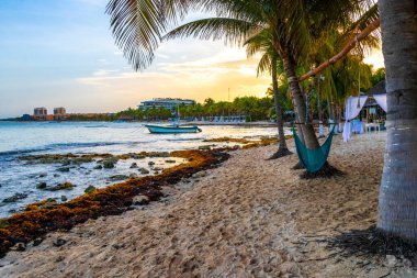 Playa del Carmen Quintana Roo Mexico 'daki Karayipler' de tropik bir paradisikal sahilde hamak..