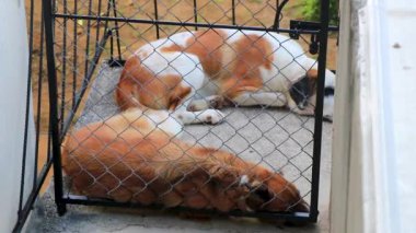 Tired lazy big dogs lying around after eating in Zicatela Puerto Escondido Oaxaca Mexico.
