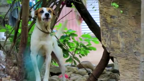Cão Agressivo Com Uma Trela Jardim Zicatela Puerto Escondido Oaxaca — Vídeo de Stock